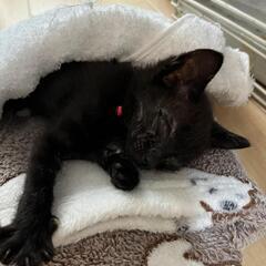 👶黒猫1ヶ月♀里親様決定しました。♥