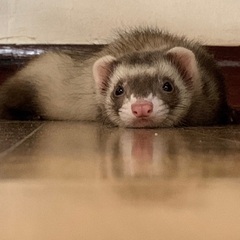マーシャルフェレットのメス