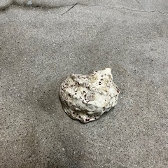 夜光貝