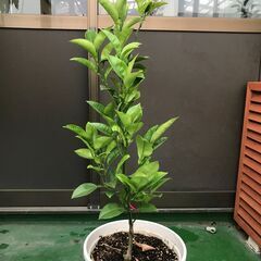 文旦　接木苗　苗木　有機肥料使用＆化学農薬使用なし