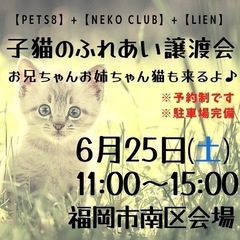 子猫ふれあい譲渡会♫福岡市南区会場にて開催！