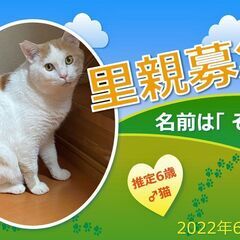 ♪♪♪♪ めずらしい茶白のオス猫（推定6歳）の里親募集 ♪♪♪♪