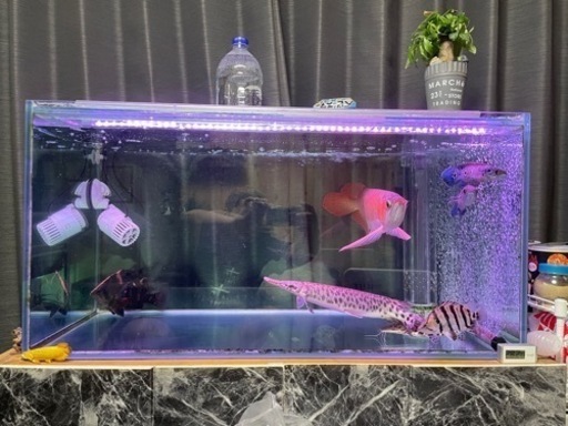 90センチオーバーフロー水槽