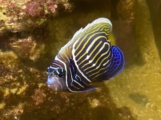 引き取り限定　海水魚（タテキン半成魚、スパンチーク）