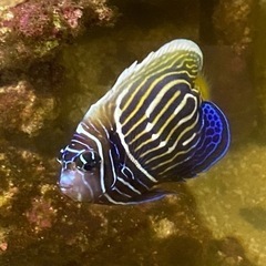 引き取り限定　海水魚（タテキン半成魚、スパンチーク）