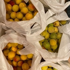 2キロ1000円　完熟梅　南高梅　無農薬