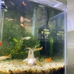 ☆ミックス　グッピー☆①