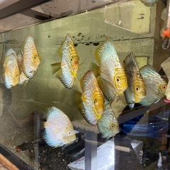 ディスカス　熱帯魚　水槽No.1