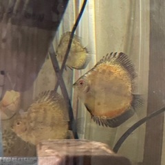 ディスカス　熱帯魚　水槽No.3