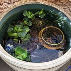 メダカ、ミナミヌマエビ