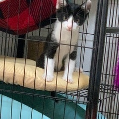 黒と白の子猫