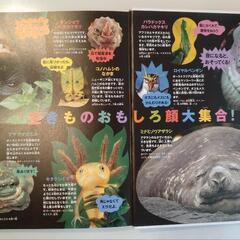 生きもののふしぎ　DVD付きの画像