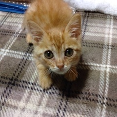 一時中断　茶トラくん