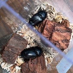 オオクワガタ　♀2匹【TT川西】新成虫の画像
