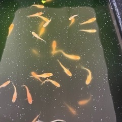 楊貴妃メダカ　オスメス、ランダム10匹【受付一旦終了】の画像