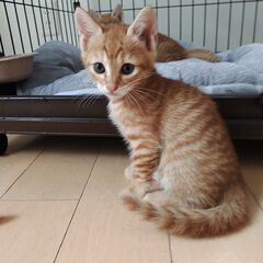 子猫さんたちの里親を募集　茶トラ　メス