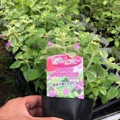 斑入り　カラミンサ