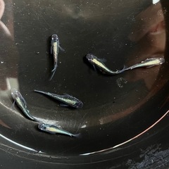 カブキ系黒幹之　オス1メス5の6匹セット※写真現物の画像