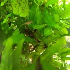 稚魚10匹の画像