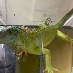 グリーンイグアナ　1歳