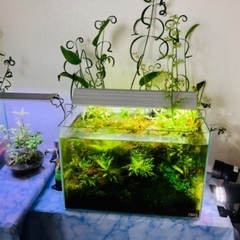 ADA水槽+水草大量元気+水槽台などフルセットの画像