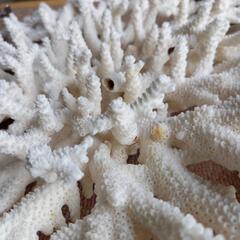 白珊瑚礁、置物の画像