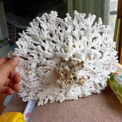 白珊瑚礁、置物の画像