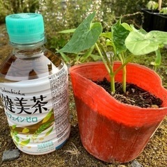 朝顔　2苗　パルピンクフェザーの画像