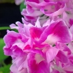 朝顔　2苗　パルピンクフェザーの画像
