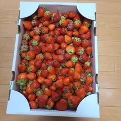 甘くて美味しい訳ありいちご♪(21日、完了しました)の画像
