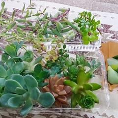 多肉植物 詰め合わせ③