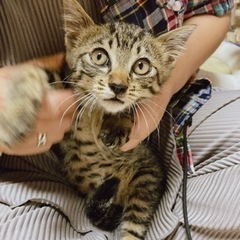 3ヶ月オス猫