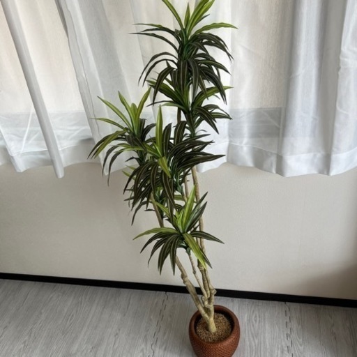 【取引者決定】観葉植物