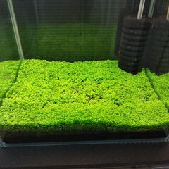 緑の絨毯水草ニューラージパールグラス10㎝x10㎝　