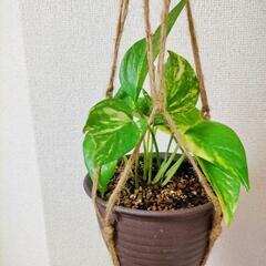 ご成約済　プラントハンガー付きポトス鉢植え（成長鑑賞用）観葉植物