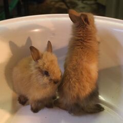 ライオンラビット　生後２か月　３匹　パート2