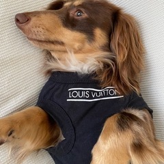 犬服　Tシャツ　Lサイズ　黒の画像