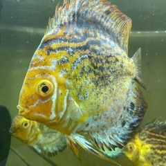 ディスカス　熱帯魚　水槽No.2