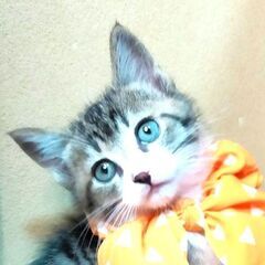 保健所からレスキューした子猫♂そうくん☆三兄弟