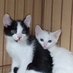 生後2ヶ月白で頭に薄い模様入りの女の子
