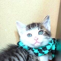 保健所からレスキューした子猫♂しゅうくん☆三兄弟