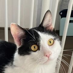 レスキュー猫♂オペラ　