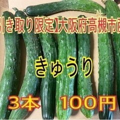 【大阪府高槻市産】きゅうり　3本　100円 お引き取り限定！