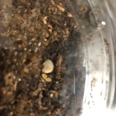 (今だけ特価！)ゴロファポルテリ 初齢幼虫 1頭の画像