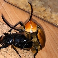 (今だけ特価！)ゴロファポルテリ 初齢幼虫 1頭の画像