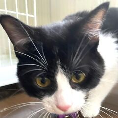 レスキュー猫♂ルナ