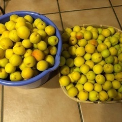 自宅のほぼ黄梅　10kg の画像