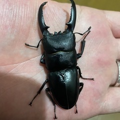 ツシマヒラタクワガタ