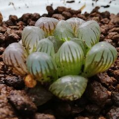 ※数量限定※ハオルチア、雫石 ☆ 光が透ける多肉植物(10円玉大)の画像