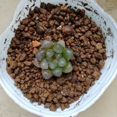 ※数量限定※ハオルチア、雫石 ☆ 光が透ける多肉植物(10円玉大)の画像
